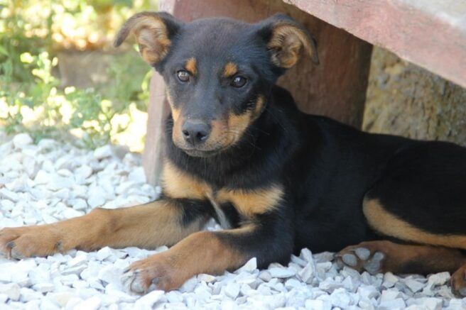 Когда закон становится преградой для защиты животных: что происходит с бездомными собаками?