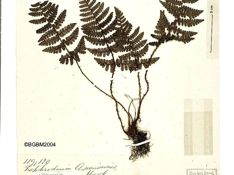 Как человеческая деятельность приводит к исчезновению уникальных растений