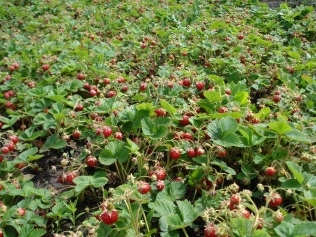 Клубника в августе: стоит ли укрывать её соломой?