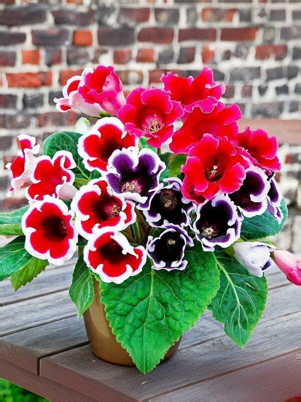 Как я вырастила глоксинию из семян и наполнила дом чудесами