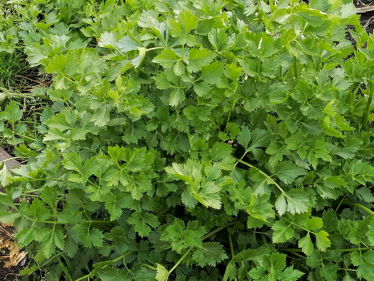 Как правильно вырастить сельдерей: секреты и советы для начинающих огородников