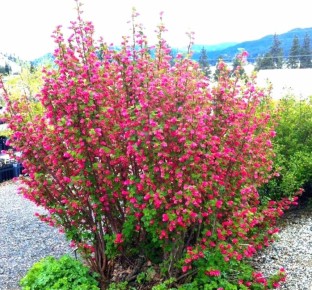 ������������ ���������: ����� ������ �� ��������� ����������