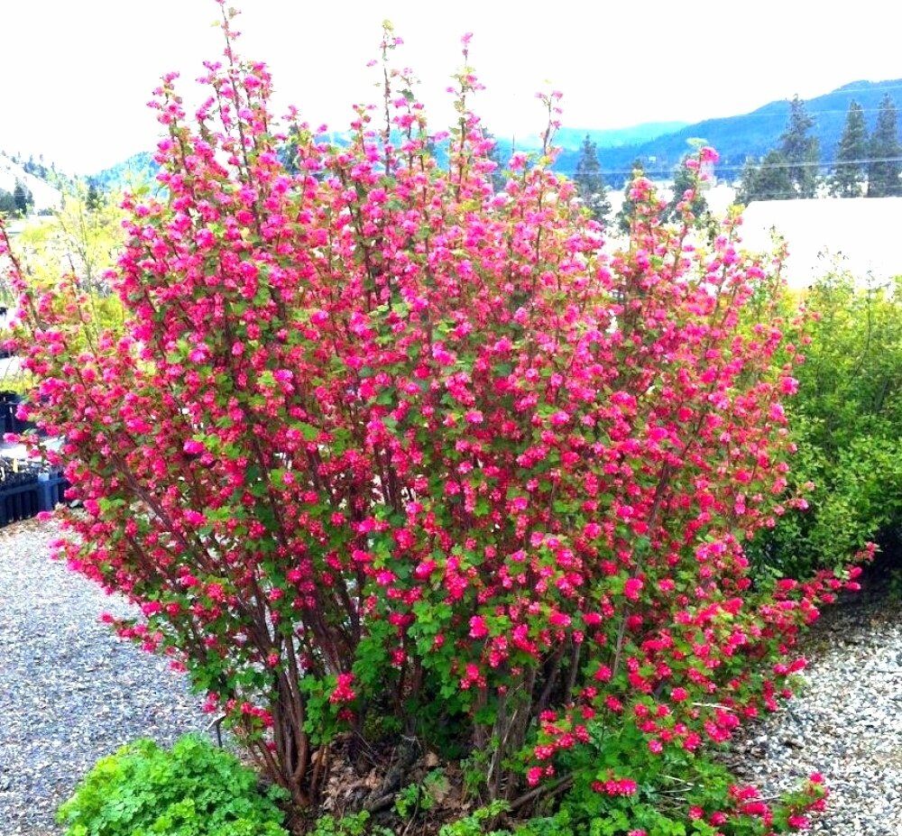 Декоративная смородина: новый взгляд на привычные кустарники