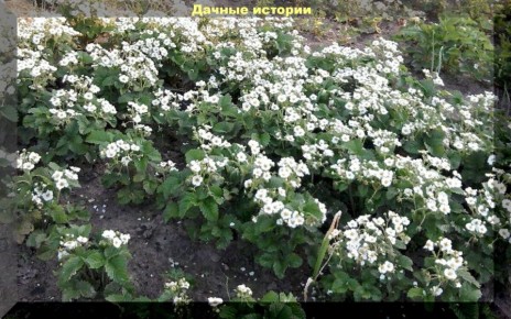 Удивительная история о клубнике, которая оказалась земляникой и принесла неожиданный урожай