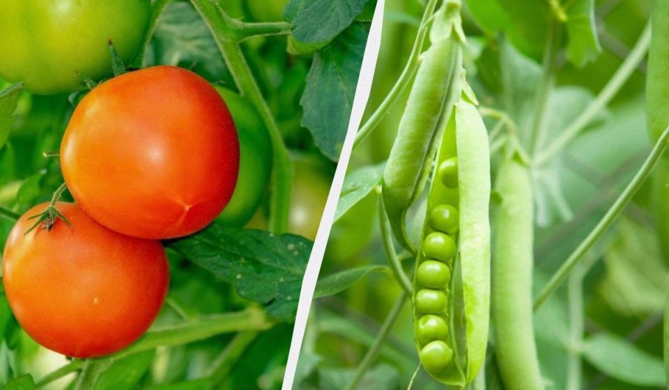 ������� ��������� �������: ����� ����� ������ � ������