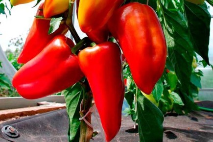 ����� �����: ��� ��������� ��������� ������