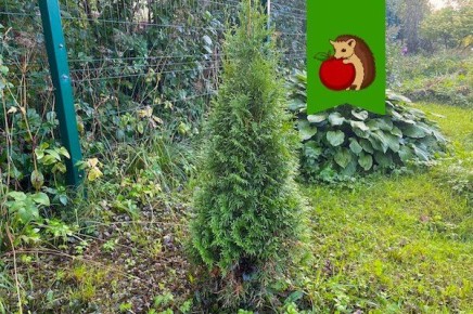 ��� ��������� ����� ��������������� ���: ������� ���������� �����