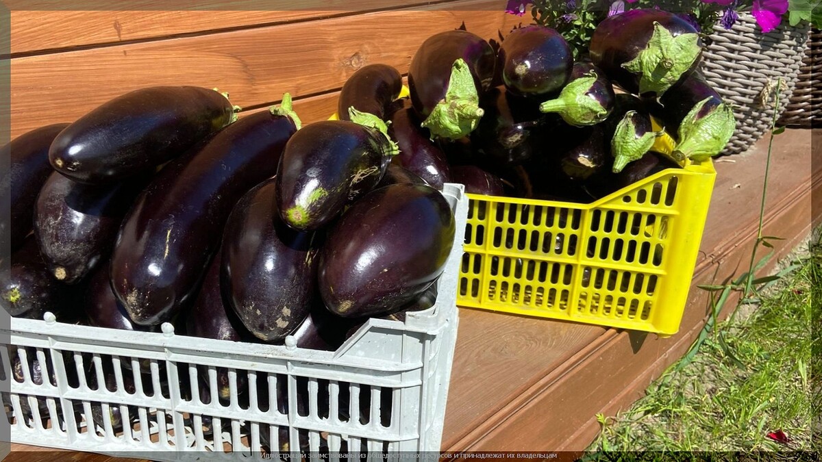 Как вырастить идеальные баклажаны: лучшие советы для вашего урожая