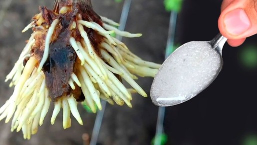 ��� �������� ��������� ���������� �������� � ������� ����������