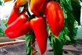 Перец Пилот: Как вырастить идеальный урожай