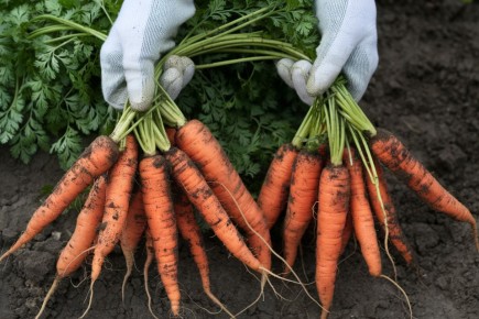 ��� �������� ��������� ���������� ������� � ��������� ���������