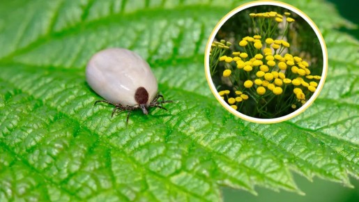 �������� ���: ��� ��������� ���������� �������� ��� ��� �� ���������