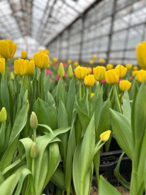 Не смотря на суровую погоду за окном, в «Зеленхоз» уже пришла весна