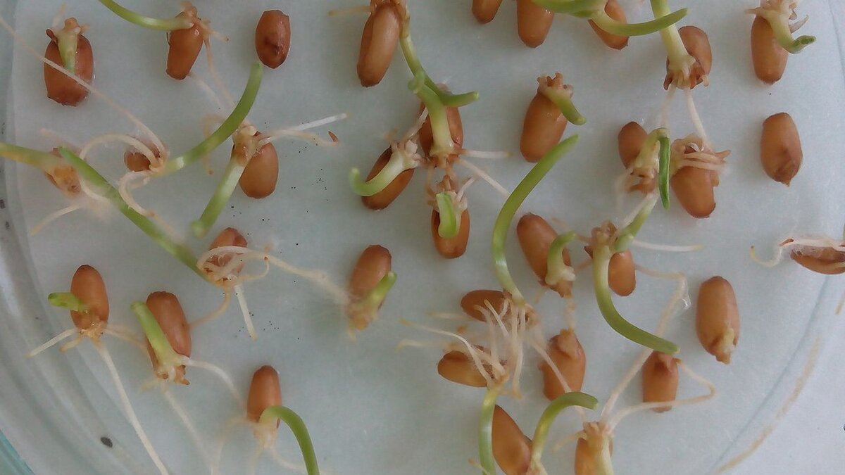 Эффективные способы обеззараживания семян перед посадкой