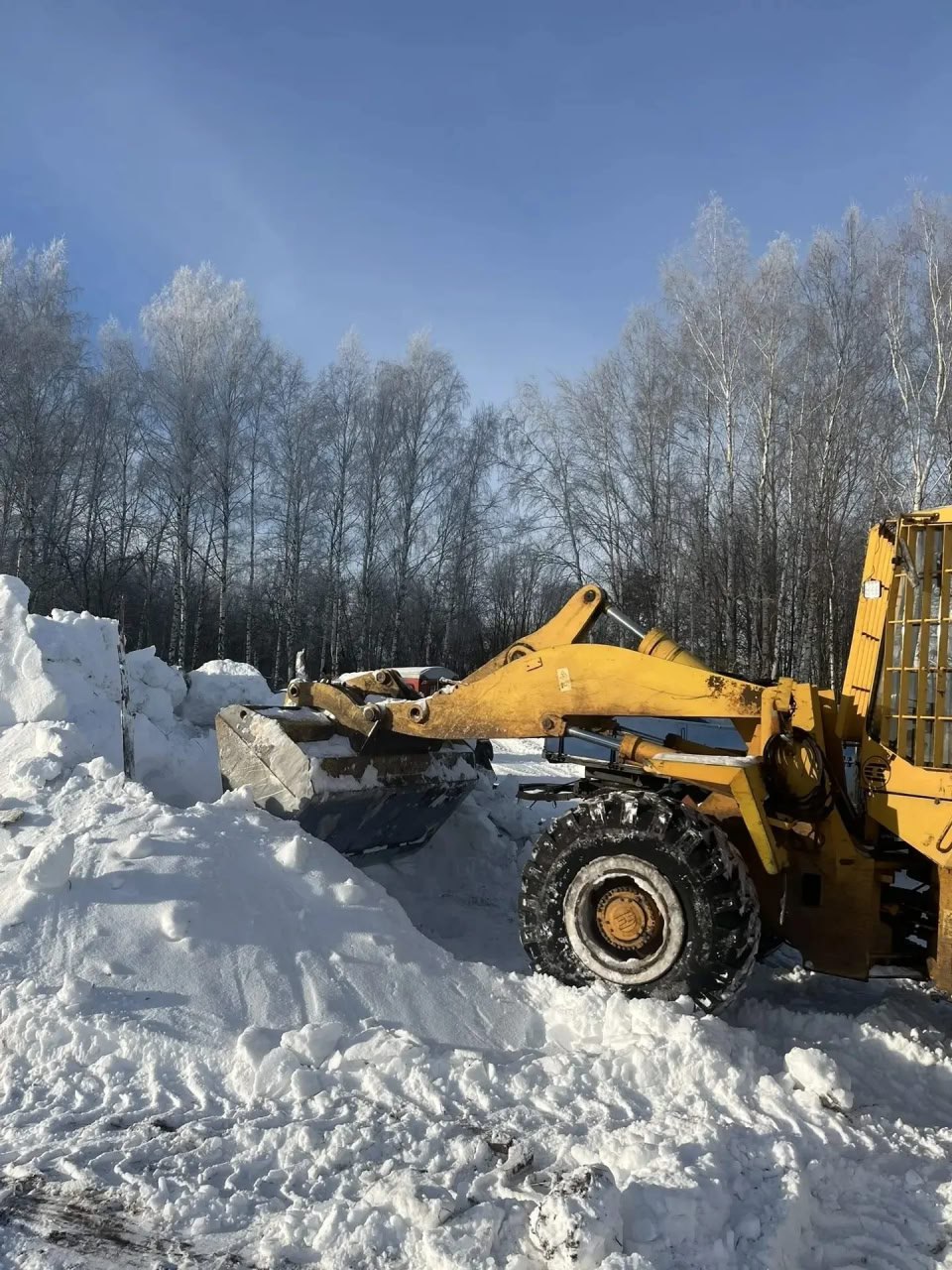 Будить берёзки к весне готовятся в Чаплыгинском лесхозе Будить берёзки к весне готовятся в Чаплыгинском лесхозе