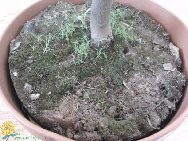 Способы восстановления пересохших растений