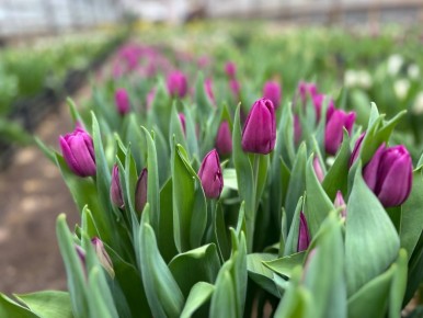 � 8 ����� � �������� ���������� ��������� ������� � ���� 6 ������ ���������