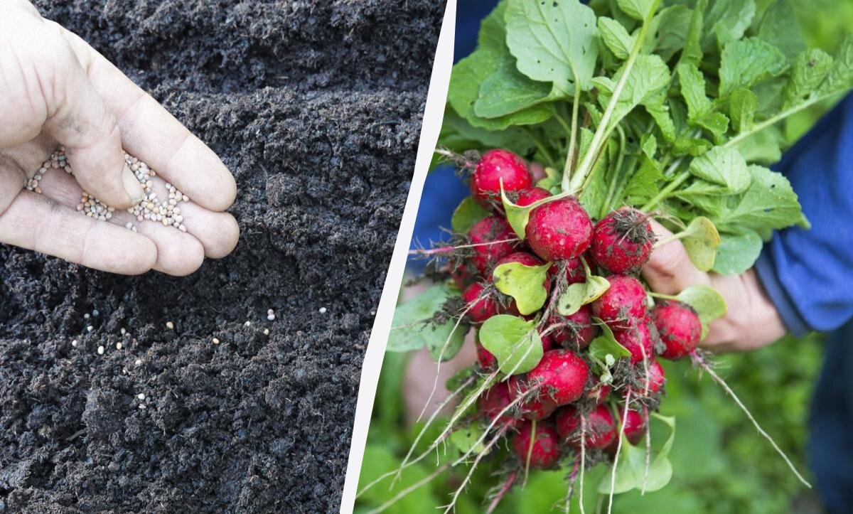 Как правильно сажать редис: советы для урожайного огорода