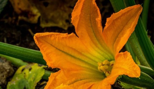 ��� ��������� ����� � ������������ �������: ������� ��������� �����������