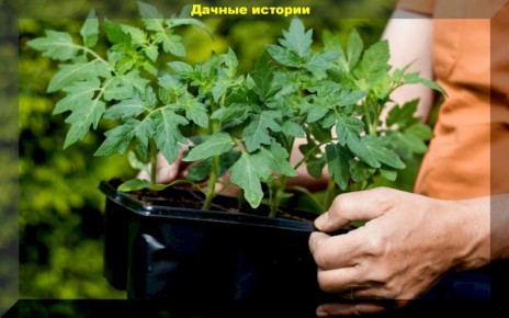 ������� ������� �������: ��� �������� �������� � ������� ��������