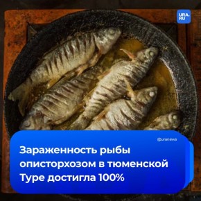 «Рыба кишит паразитами»: карповые виды в тюменской Туре заражены от 80 до 100% личинками печеночных сосальщиков