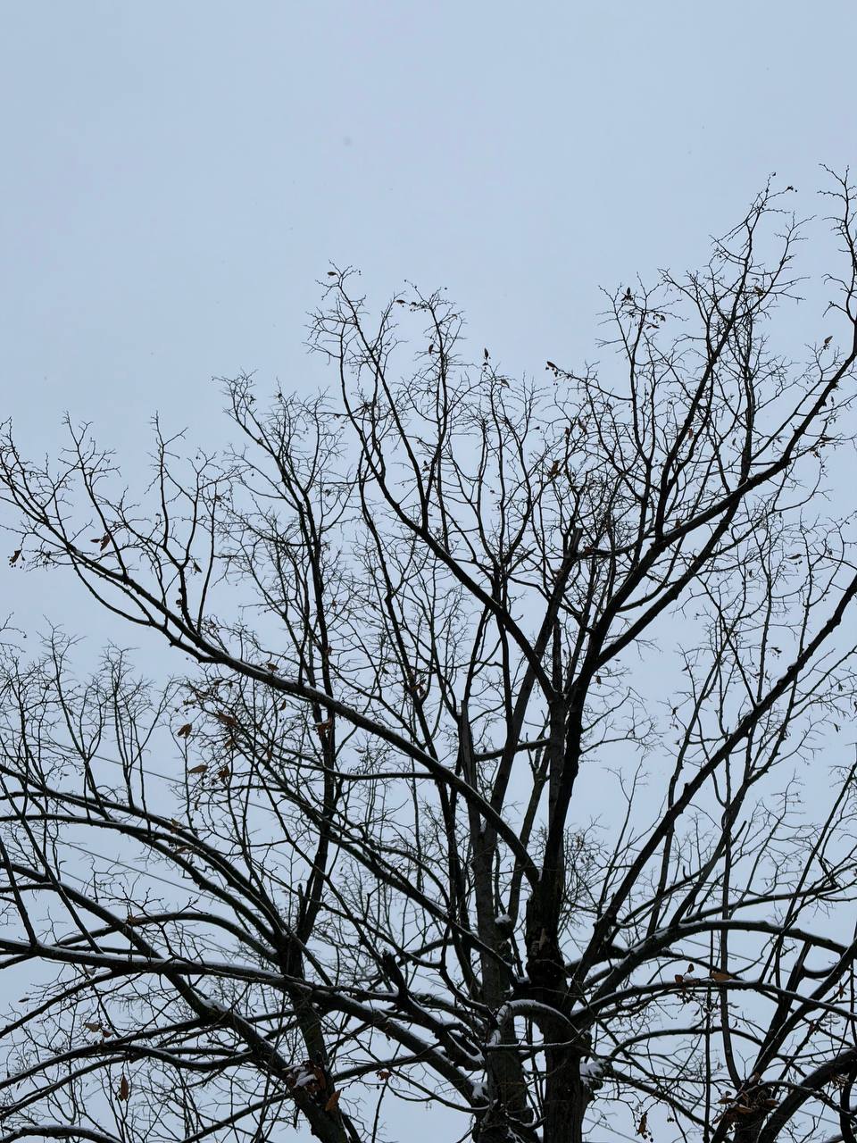 Доброе утро, Липецк. Сегодня среда – рабочий ритм набран, до выходных всё ближе! Днём от 0 до 4°