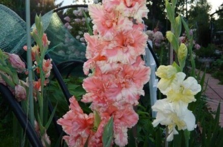 Гладиолусы: посадка и уход в открытом грунте