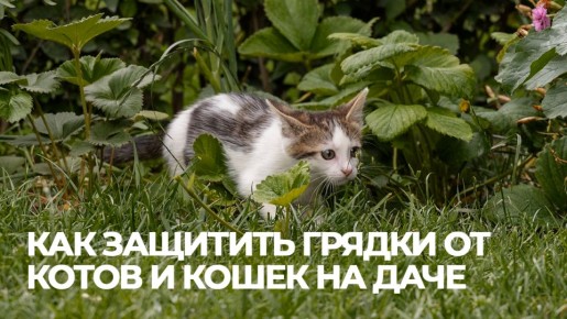 Как защитить грядки от котов: эффективные методы