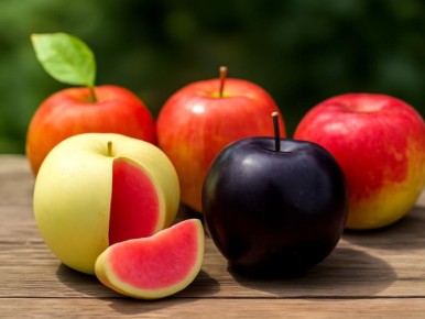 Яблоня День Победы: зимний сорт, который удивляет урожайностью