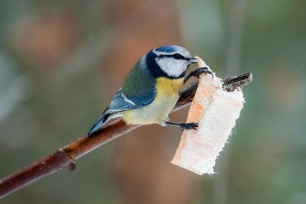 26 ������� � �������� ������� �� 2�C �� 0�C