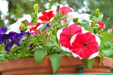 Как выбрать идеальные семена петунии для вашего сада