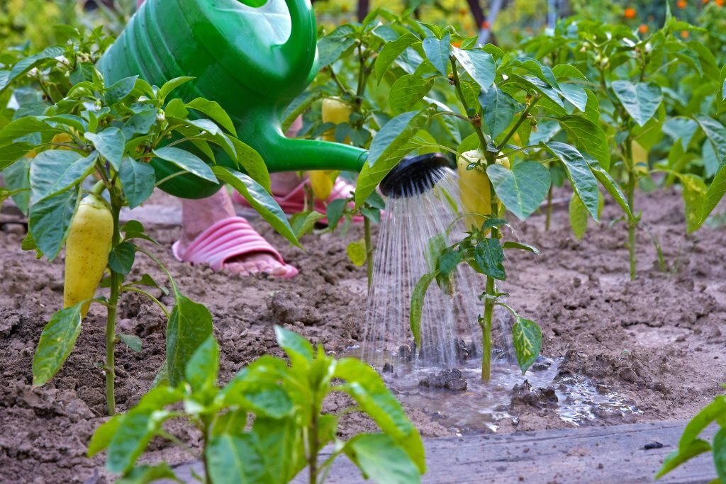 Подкормки для перцев, которые доступны каждому