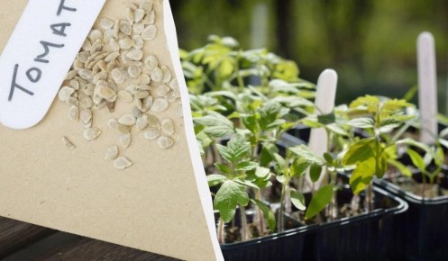 ��� ����������� ����� �������� ������� � ������: ������� ��������� ������