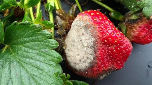 ��� ��������� ������������ ��������: ������� ������ ������