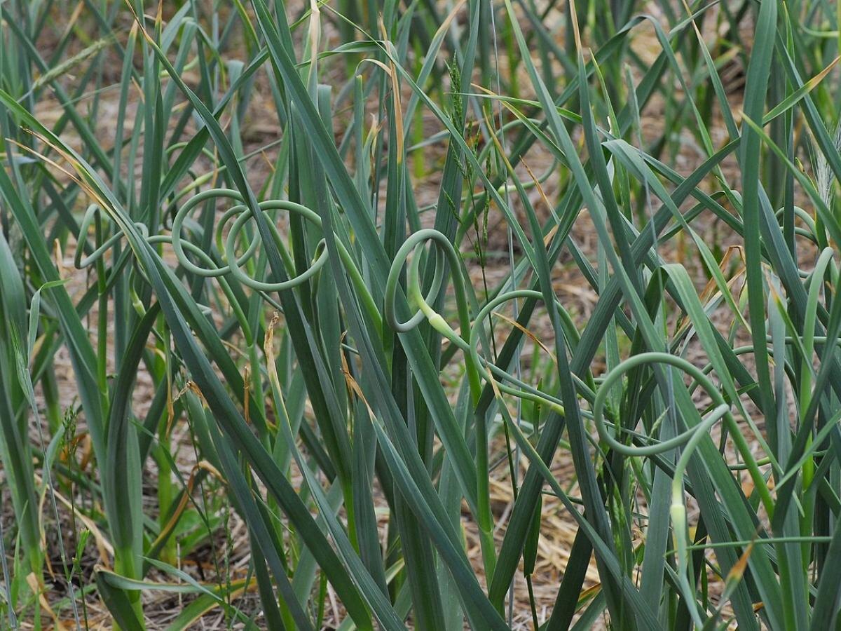 Когда стоит сажать озимый чеснок: важные советы для дачников