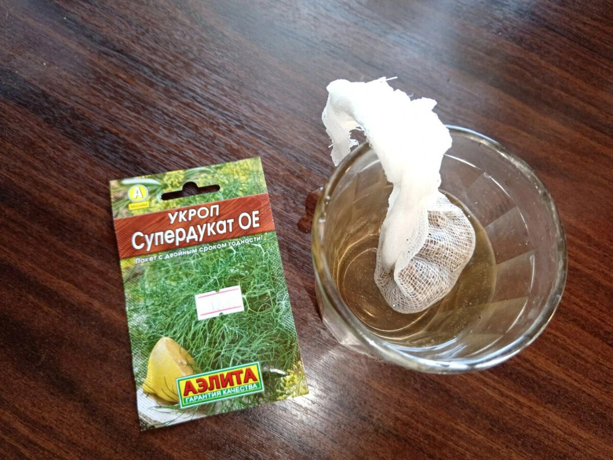 Как замачивание семян укропа с перекисью водорода ускоряет всходы