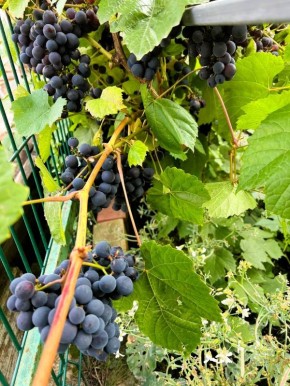 Как правильно обрезать виноград летом: советы для дачников