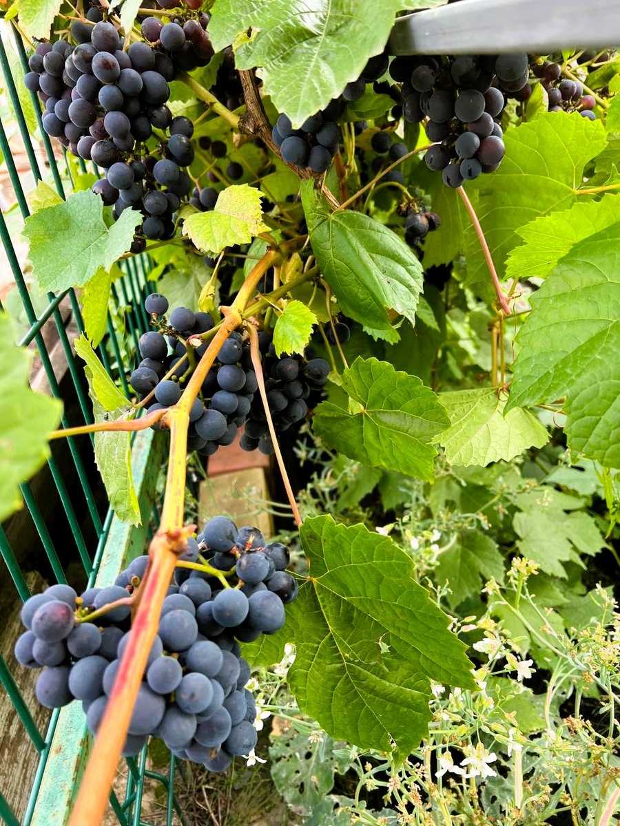 Как правильно обрезать виноград летом: советы для дачников