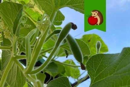 ��������, ������� ����� �������� ��������: ����������� ������� � �����������