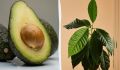 Узнайте, как вырастить авокадо в домашних условиях: секреты успешного ухода