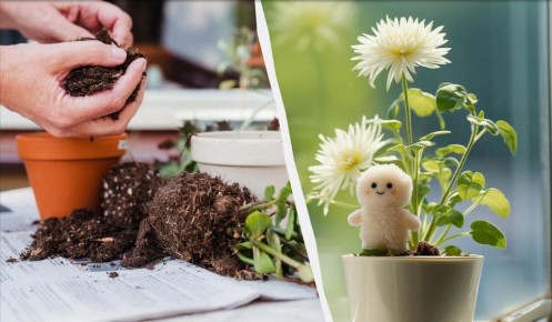 Как бороться с плесенью в цветочном горшке: советы от опытных цветоводов