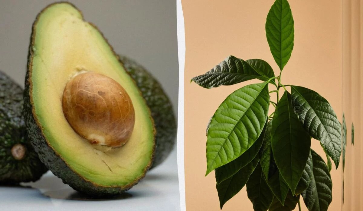 Узнайте, как вырастить авокадо в домашних условиях: секреты успешного ухода