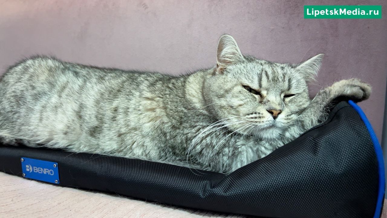 День кошек отмечают в России 1 марта День кошек отмечают в России 1 марта