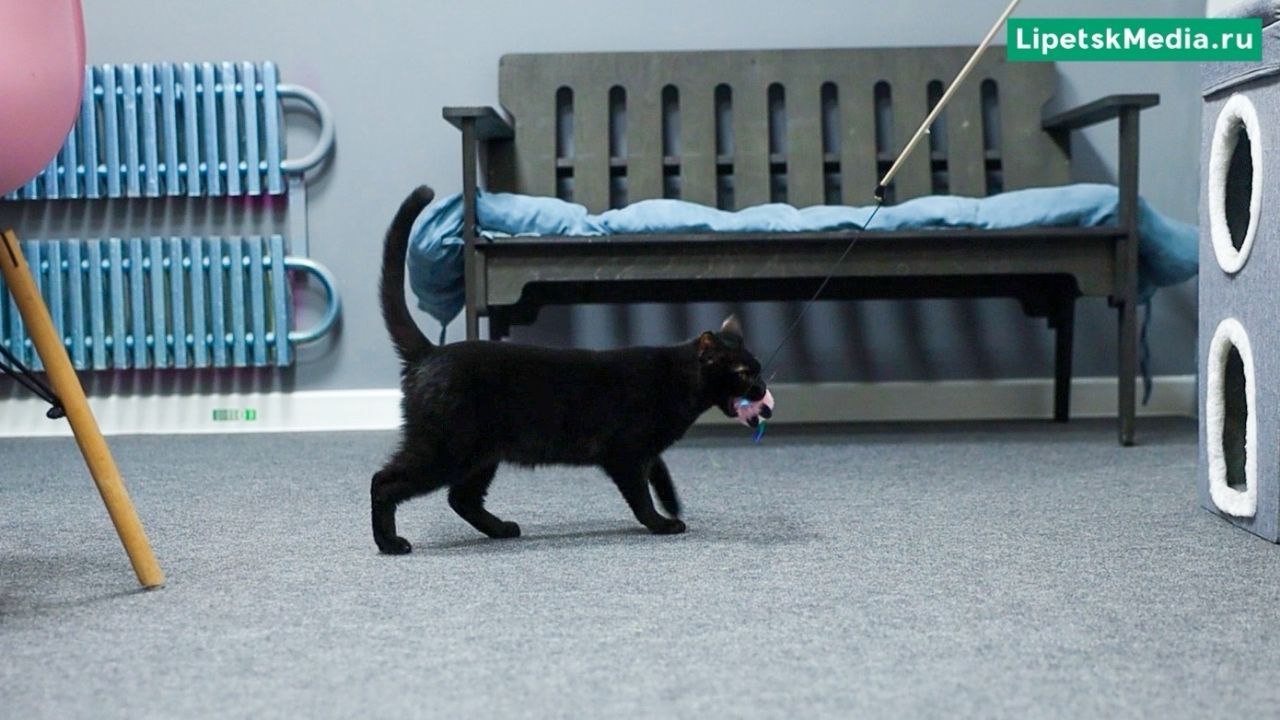 День кошек отмечают в России 1 марта День кошек отмечают в России 1 марта