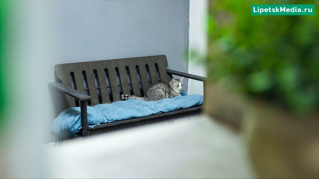 День кошек отмечают в России 1 марта День кошек отмечают в России 1 марта