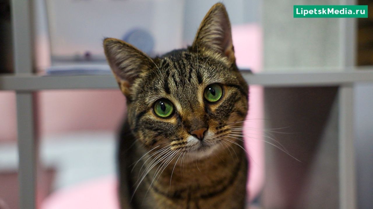 День кошек отмечают в России 1 марта