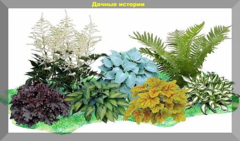 Рейтинг красивых растений для тенистых садов, которые не потребуют вашего внимания