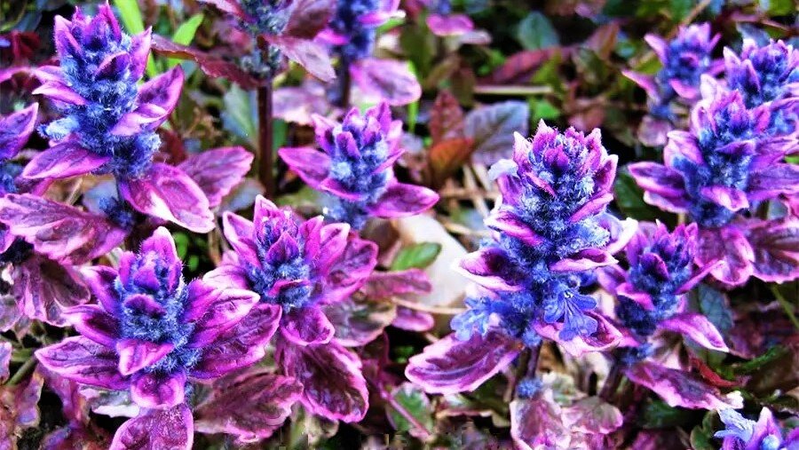 Неприхотливые цветы для вашего сада: живучие помощники на любой местности