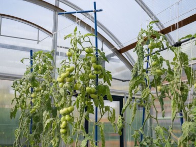 Почему помидоры достигают потолка теплицы и как с этим справиться