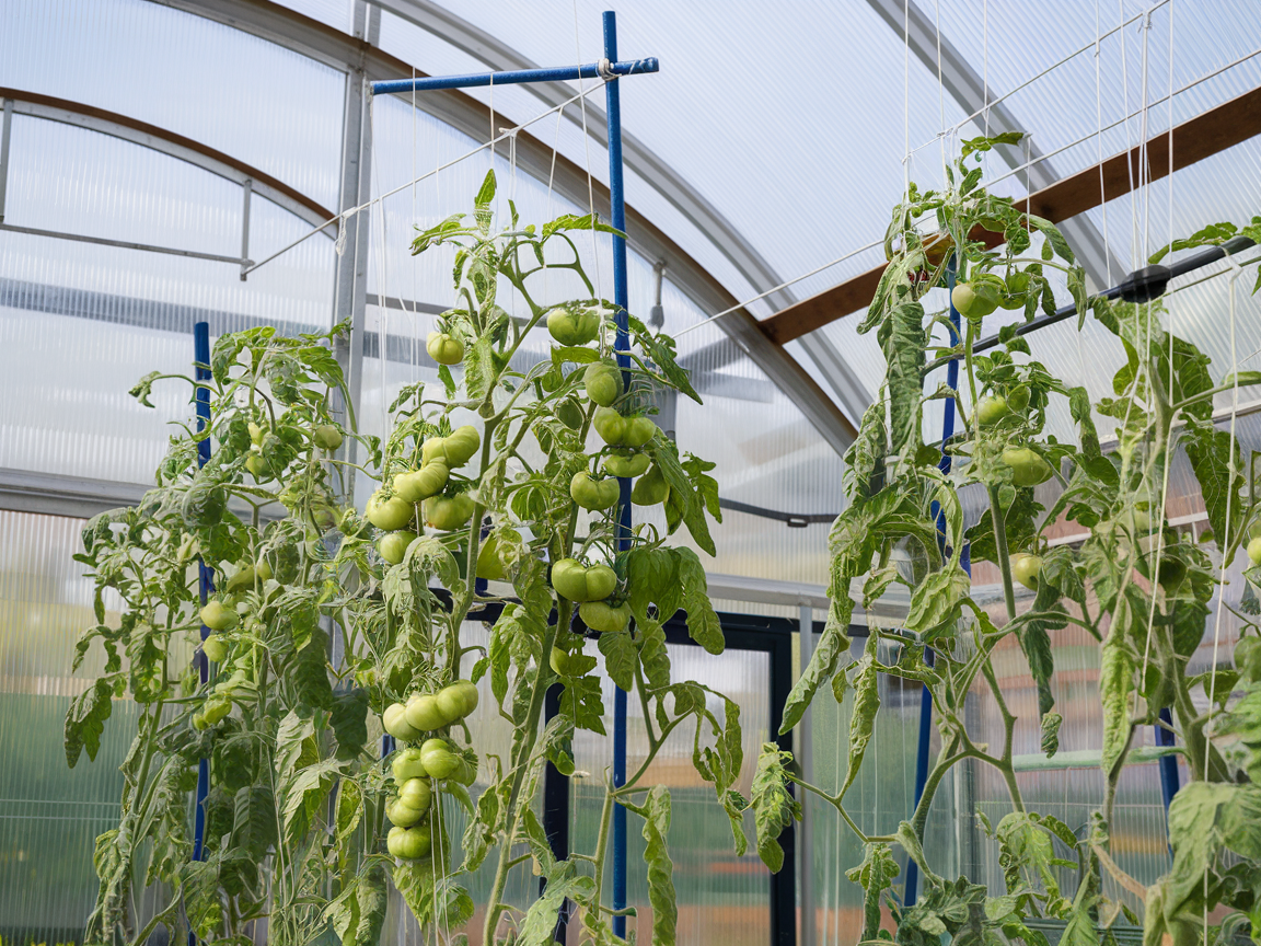Почему помидоры достигают потолка теплицы и как с этим справиться